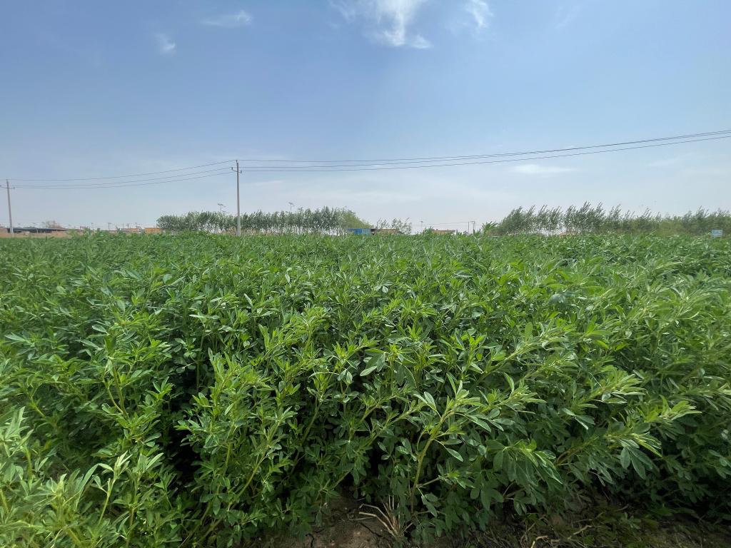 習近平總書記關切事丨做好這篇“大文章”，田間地頭有答卷