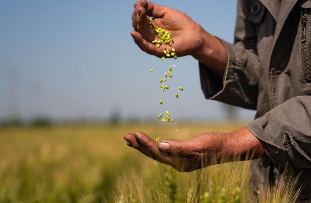 習(xí)近平總書記關(guān)切事丨做好這篇“大文章”，田間地頭有答卷