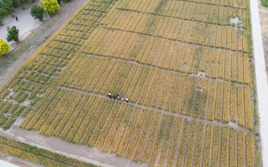 習近平總書記關切事丨做好這篇“大文章”，田間地頭有答卷