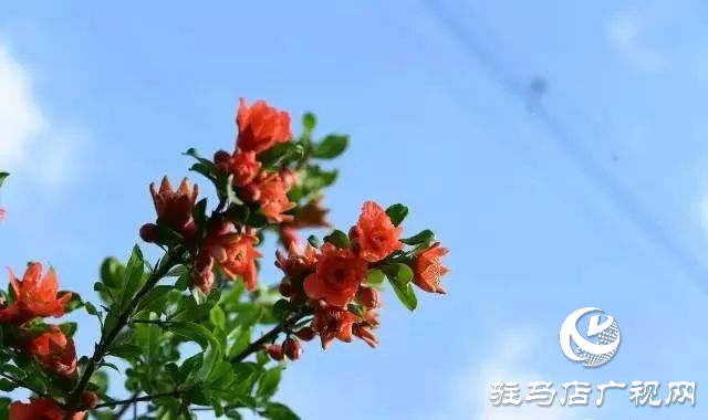 六月的泌陽，美出圈了！