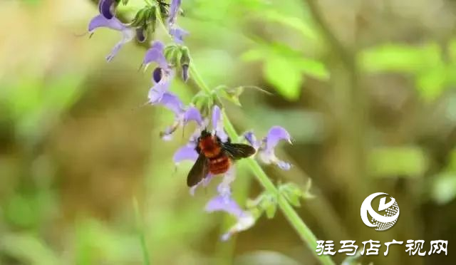 六月的泌陽，美出圈了！