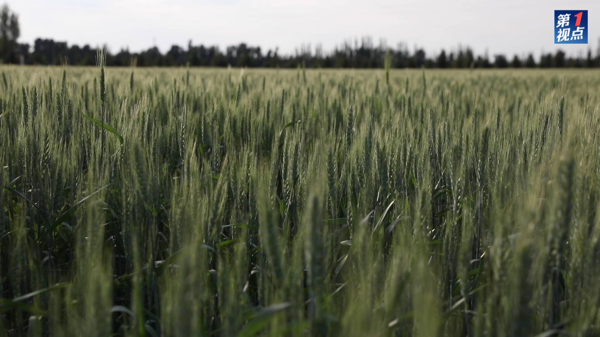 第1視點(diǎn)｜深情系北疆