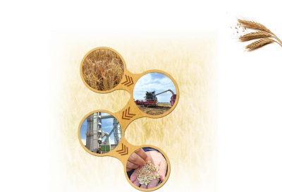 河南省麥?zhǔn)栈窘Y(jié)束！優(yōu)質(zhì)麥種奠定保種安全硬基礎(chǔ)，記者實(shí)地探訪小麥種子田