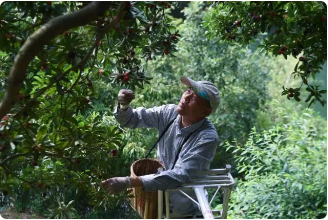 “中國楊梅之鄉(xiāng)”迎來增產(chǎn)豐收季