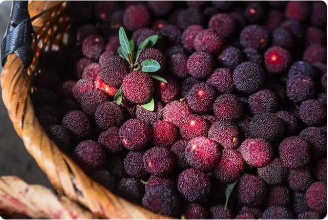 “中國楊梅之鄉(xiāng)”迎來增產(chǎn)豐收季