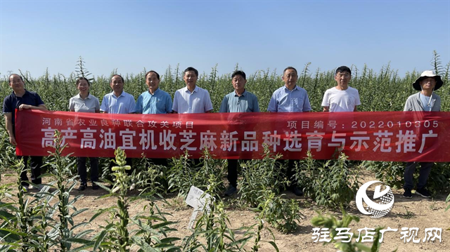 河南駐研種業(yè):宜機收芝麻新品種的選育成功實現(xiàn)全程機械化
