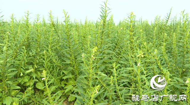 河南駐研種業(yè):宜機收芝麻新品種的選育成功實現(xiàn)全程機械化