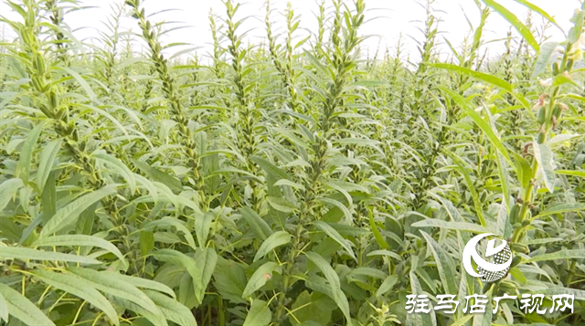 河南駐研種業(yè):宜機收芝麻新品種的選育成功實現(xiàn)全程機械化