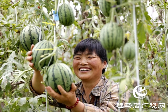 駐馬店市驛城區(qū)：“吊”西瓜種出大“錢(qián)”景