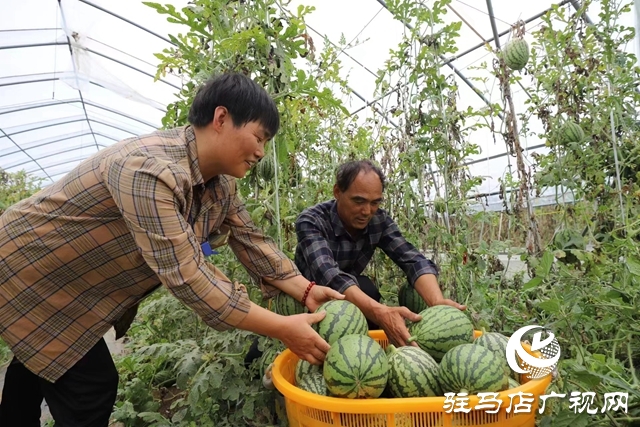 駐馬店市驛城區(qū)：“吊”西瓜種出大“錢(qián)”景