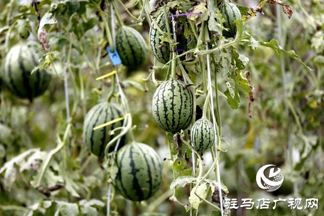 駐馬店市驛城區(qū)：“吊”西瓜種出大“錢(qián)”景
