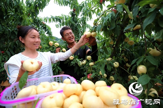 駐馬店市驛城區(qū):返鄉(xiāng)創(chuàng)業(yè)大學(xué)生做鄉(xiāng)村振興“新農(nóng)人”