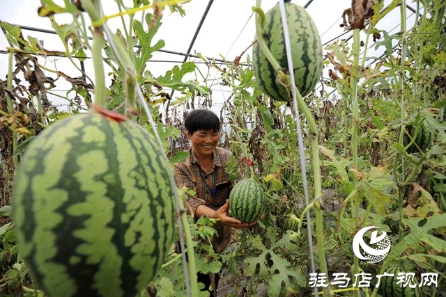 駐馬店市驛城區(qū)：“吊”西瓜種出大“錢(qián)”景