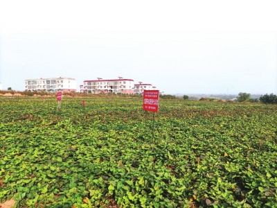 小紅薯大產業(yè)，一根粉條帶動一座城 禹州“三”粉產業(yè)化崛起之路還有多遠？