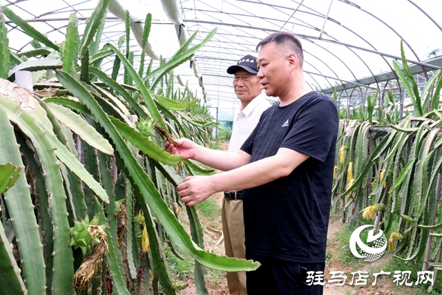 驛城區(qū)古城街道馬園社區(qū)任志強(qiáng)：讓綠色產(chǎn)業(yè)賦能鄉(xiāng)村振興