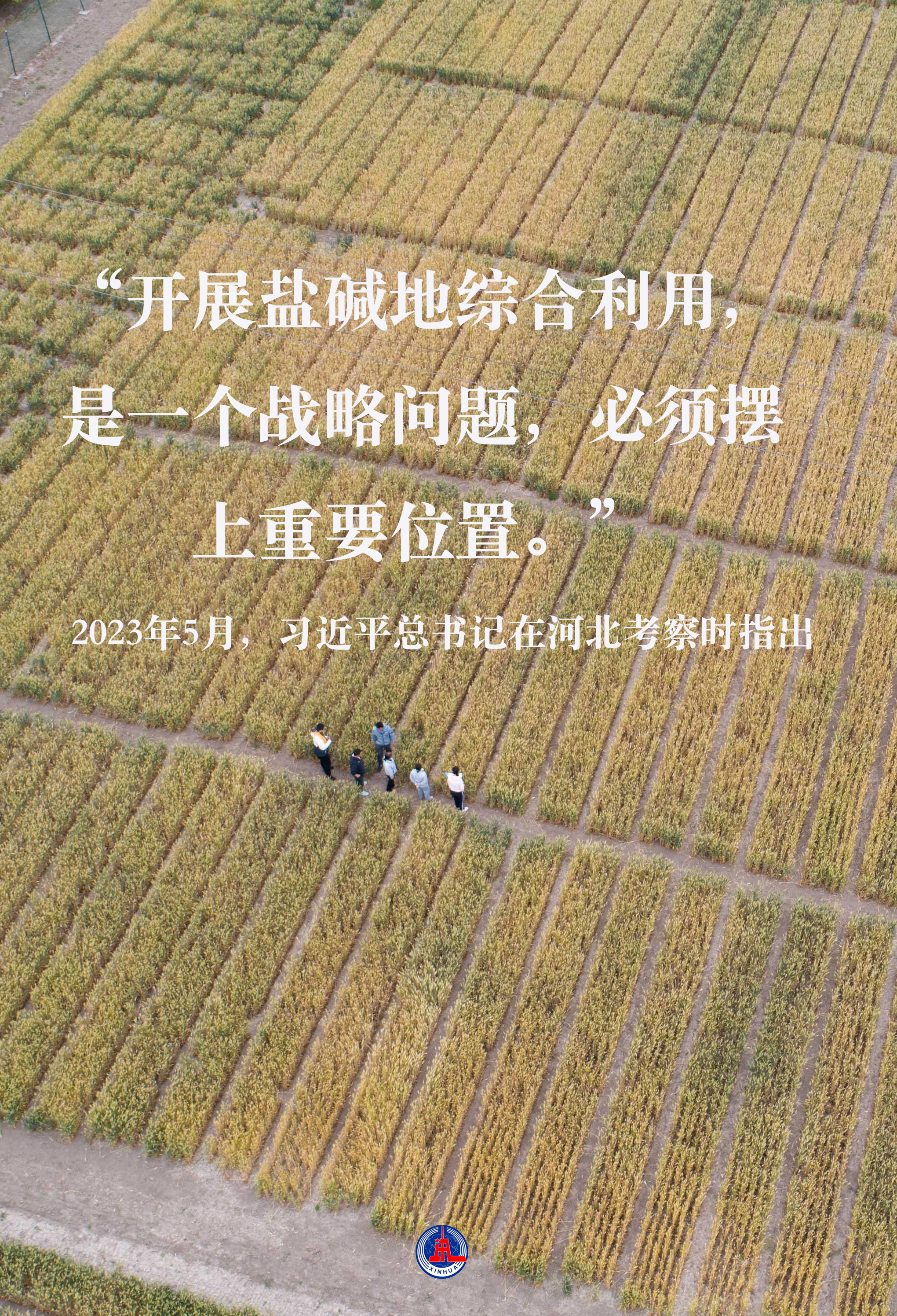 習(xí)近平總書記關(guān)切事｜藏糧于地、藏糧于技，筑牢豐收之基