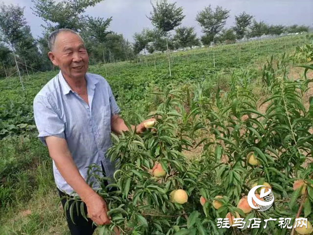 泌陽(yáng)大磨山“野生大青桃”即將成熟！歡迎采摘！