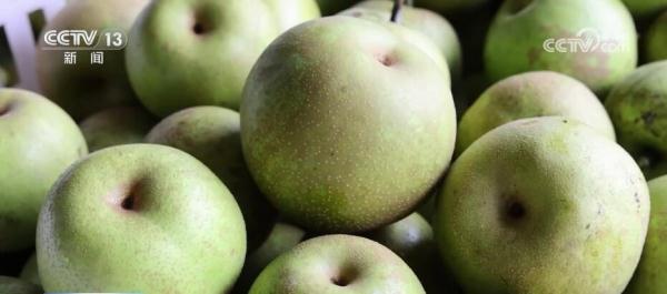 蜜梨飄香迎豐收 庭院經(jīng)濟(jì)結(jié)出“致富果”