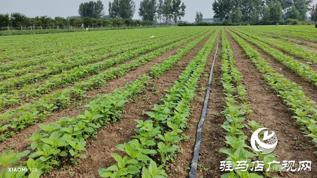 駐馬店市農(nóng)科院發(fā)布2023年夏芝麻苗期田間管理指導(dǎo)意見