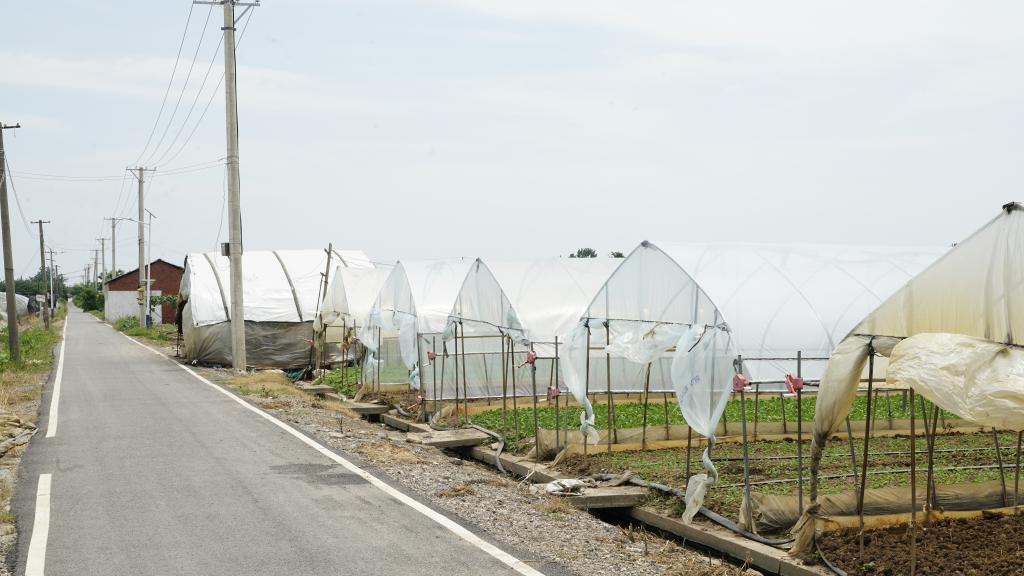 長(zhǎng)江村里話(huà)振興：一棵蔬菜種出鄉(xiāng)村新圖景