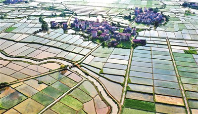 糧食生產如何應對今夏“大烤”？