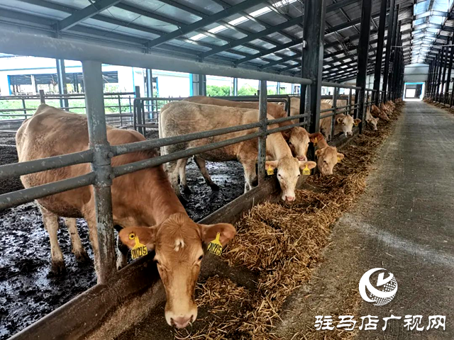 河南泌陽縣的這頭?；鸨W(wǎng)絡