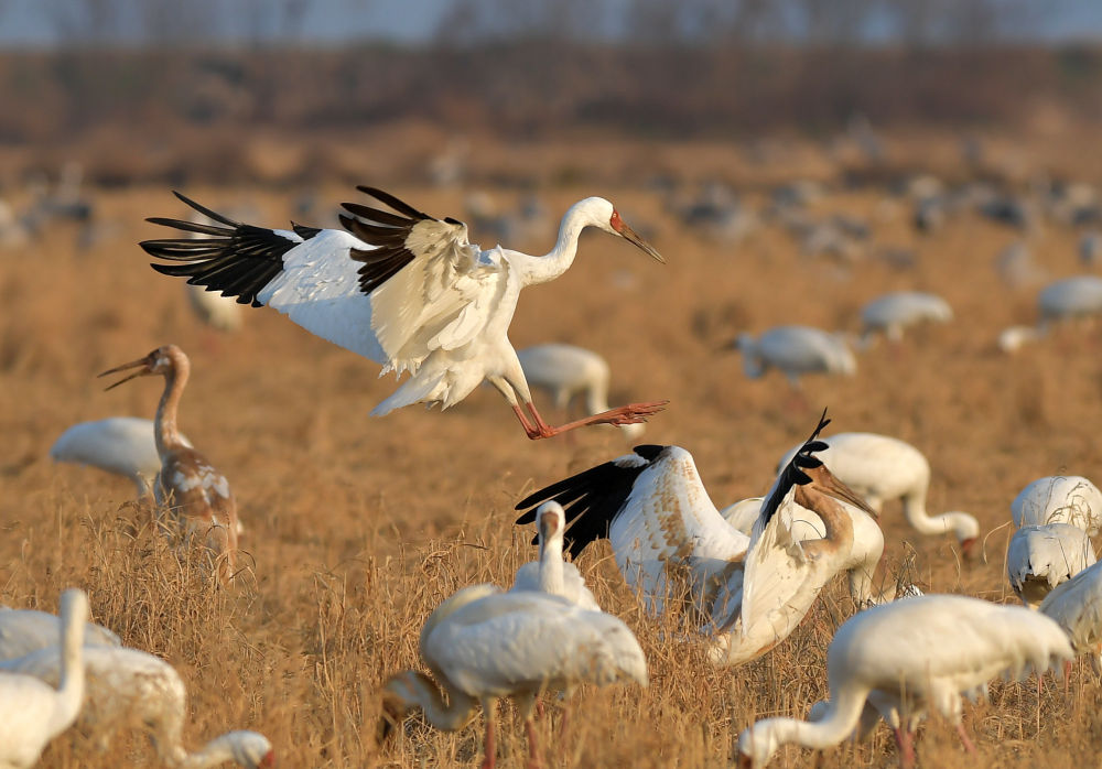 鏡觀·領(lǐng)航丨母親河的保護(hù)與發(fā)展，總書(shū)記這樣把脈定向