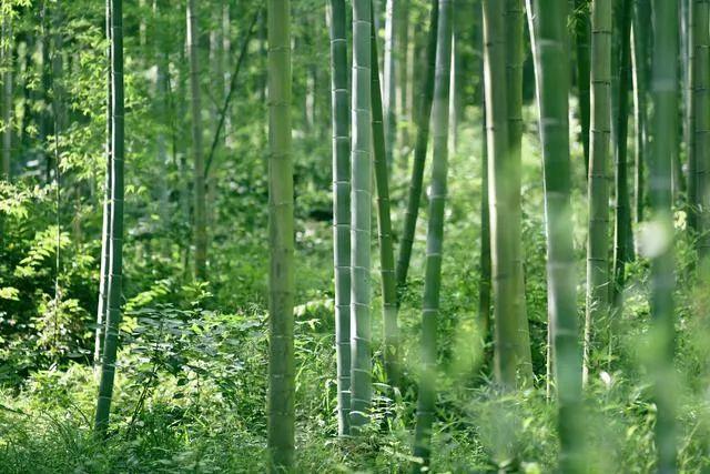 ?美麗中國|厚植綠色發(fā)展底色