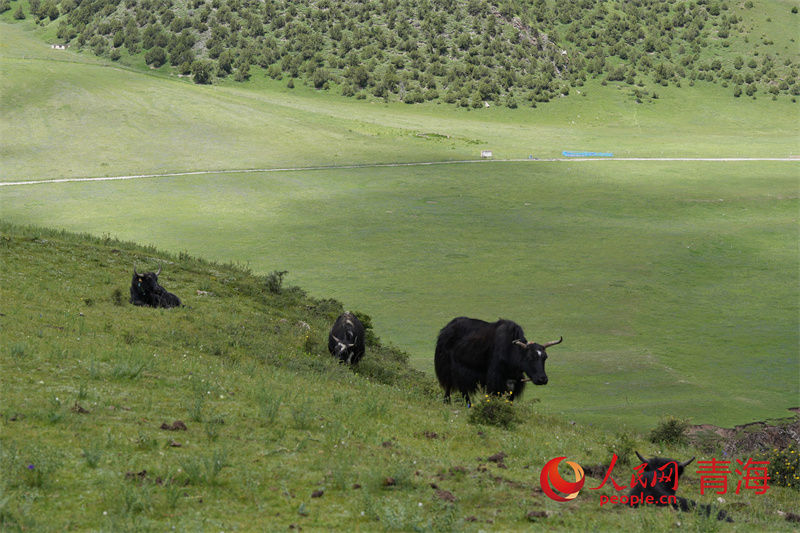 行走國(guó)家公園|季夏瀾滄江源 昂賽綠意盎然