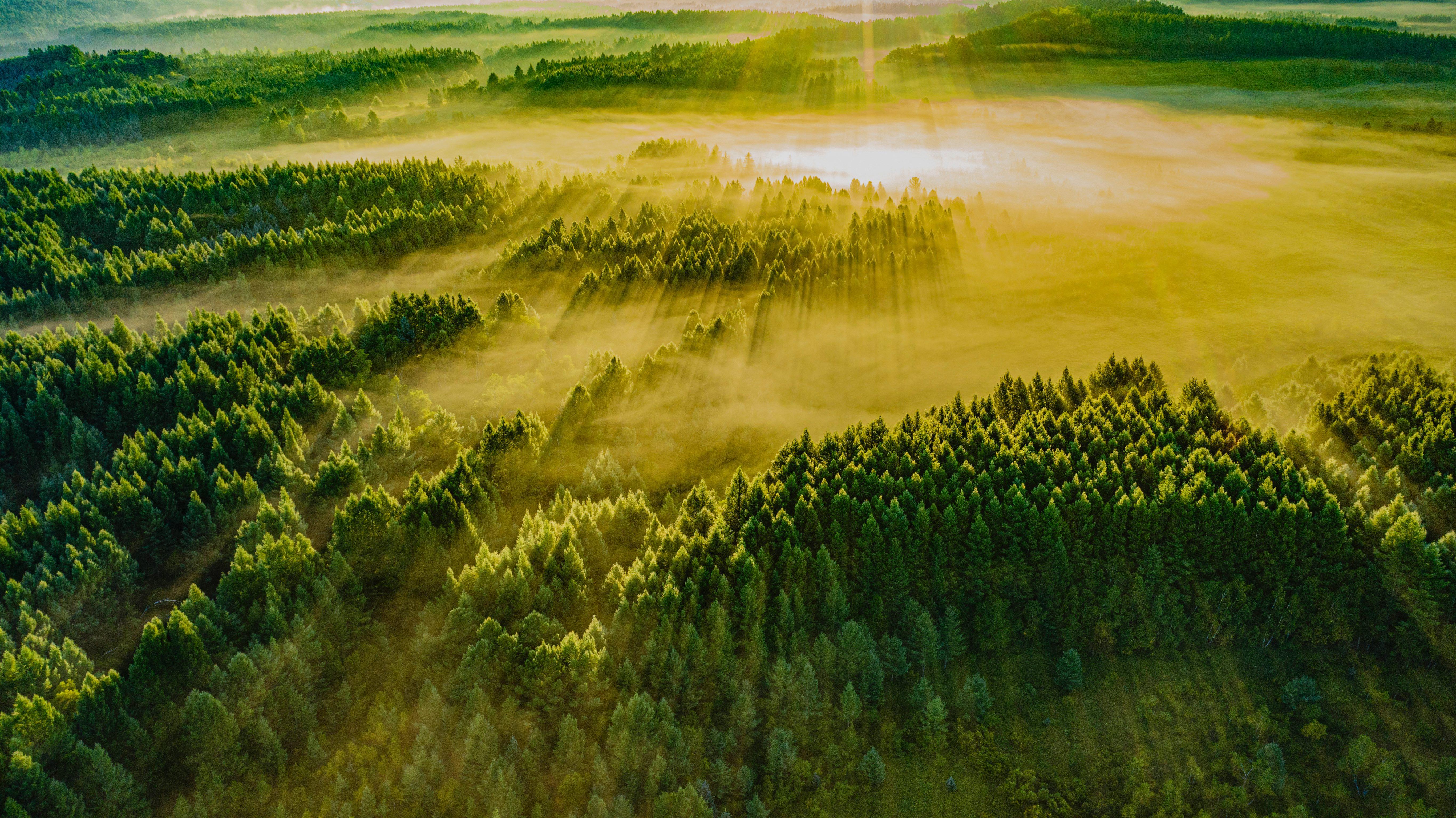 綠水青山帶笑顏丨一棵松繁衍出一片“海”