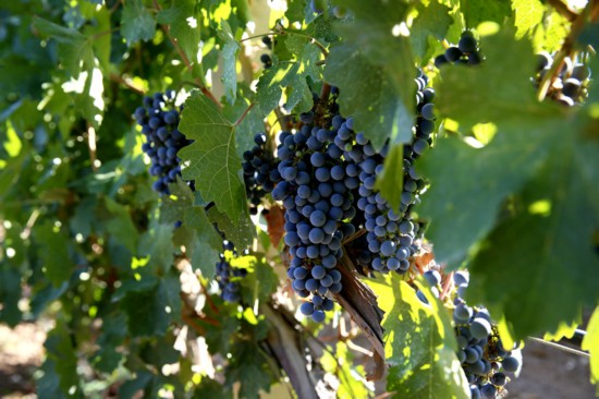 跟著總書記看中國｜“拔掉窮根把花栽，美得喲沙漠變花海”