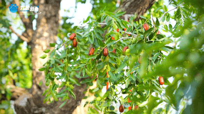 白露|秋風起鄉(xiāng)愁濃 中原大地累累秋實滿枝頭
