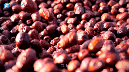 白露|秋風起鄉(xiāng)愁濃 中原大地累累秋實滿枝頭