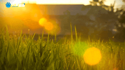 白露|秋風起鄉(xiāng)愁濃 中原大地累累秋實滿枝頭