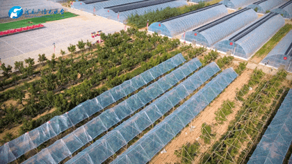 白露|秋風起鄉(xiāng)愁濃 中原大地累累秋實滿枝頭