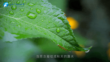 白露|秋風起鄉(xiāng)愁濃 中原大地累累秋實滿枝頭