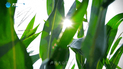 白露|秋風起鄉(xiāng)愁濃 中原大地累累秋實滿枝頭