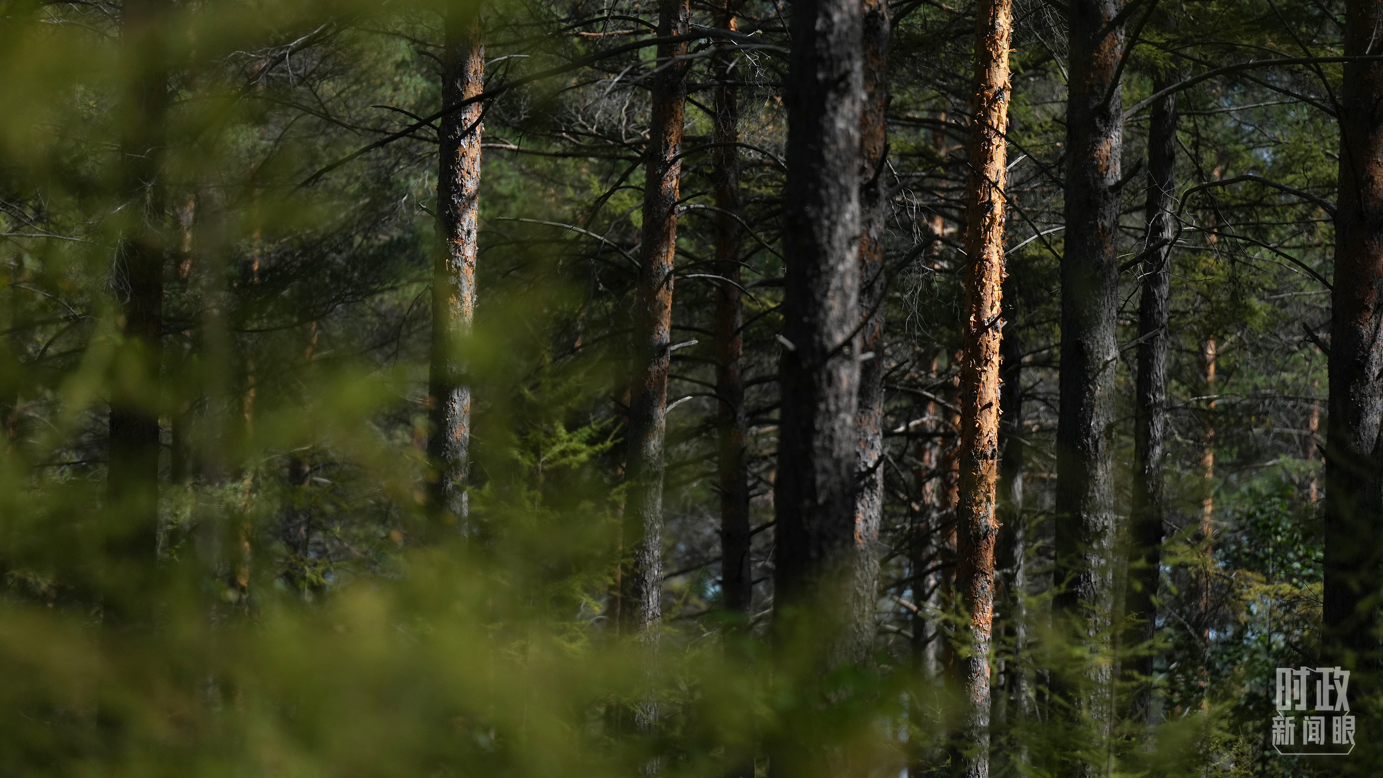 時(shí)政新聞眼丨時(shí)隔五年再赴黑龍江，習(xí)近平關(guān)心這些事