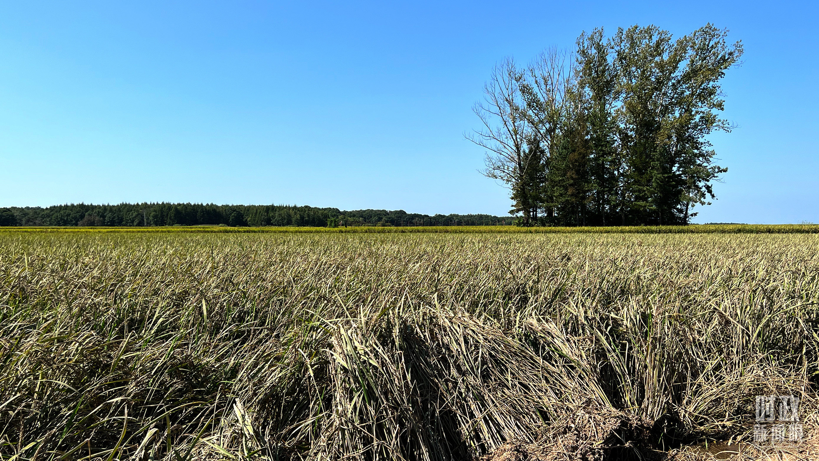 時(shí)政新聞眼丨時(shí)隔五年再赴黑龍江，習(xí)近平關(guān)心這些事