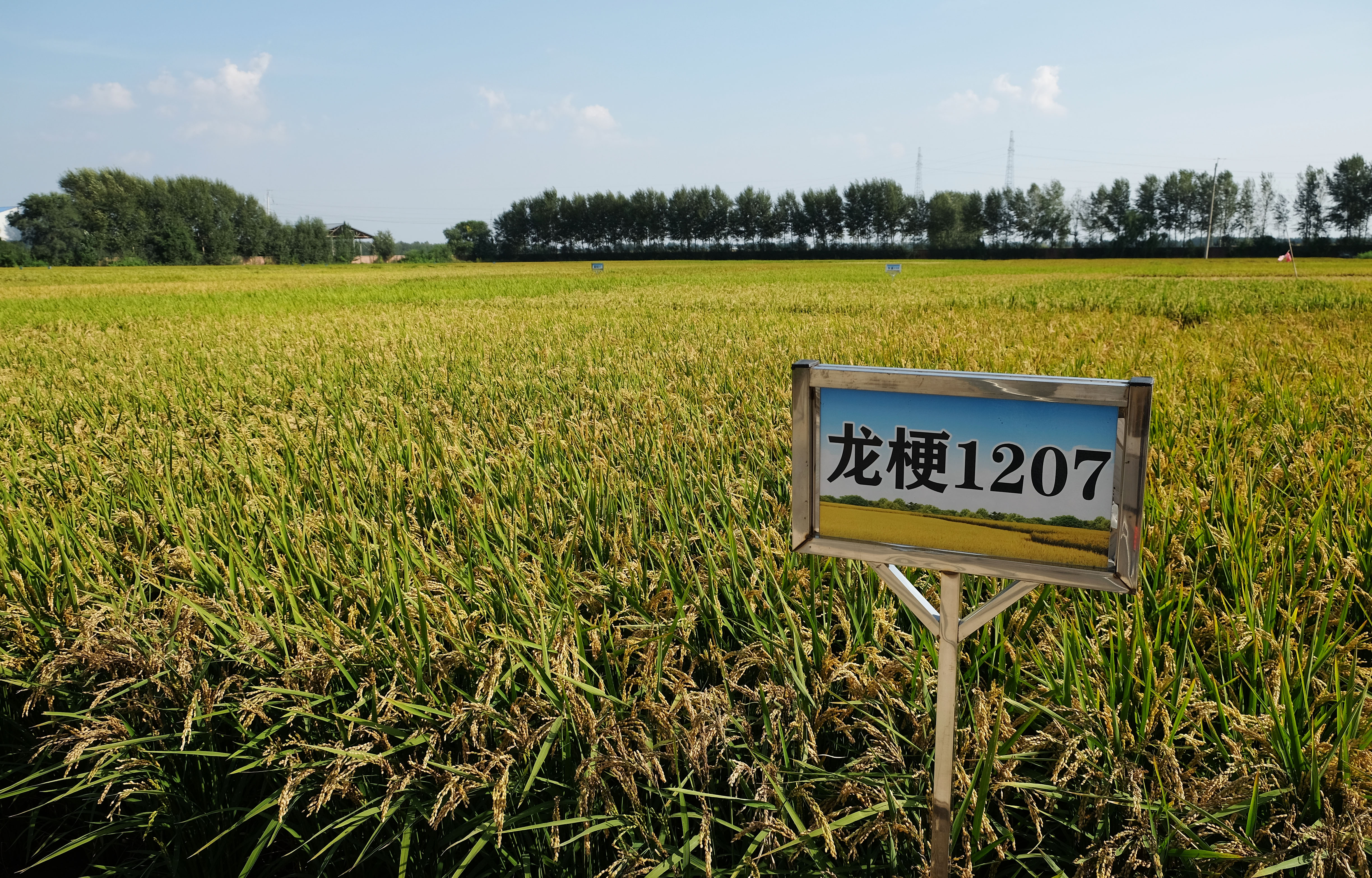 潮頭觀瀾 | “數(shù)”說東北振興5年間