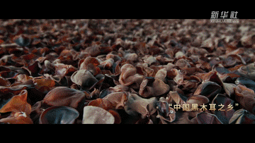 跟著總書記的考察足跡|尚志市:英雄之城 振興之城