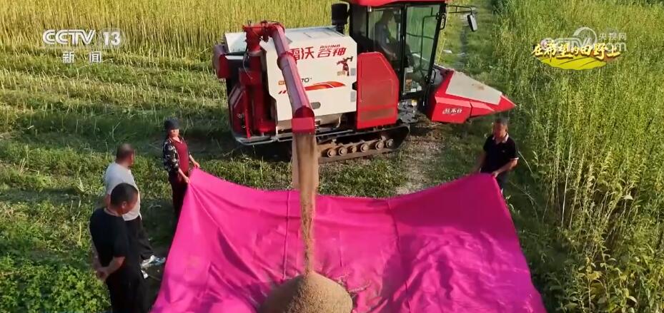 央媒觀豫｜河南170多萬畝芝麻進(jìn)入豐收季 改良品種、改進(jìn)機(jī)械 實現(xiàn)大規(guī)模機(jī)械化收割