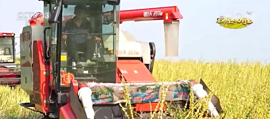 央媒觀豫｜河南170多萬畝芝麻進(jìn)入豐收季 改良品種、改進(jìn)機(jī)械 實現(xiàn)大規(guī)模機(jī)械化收割