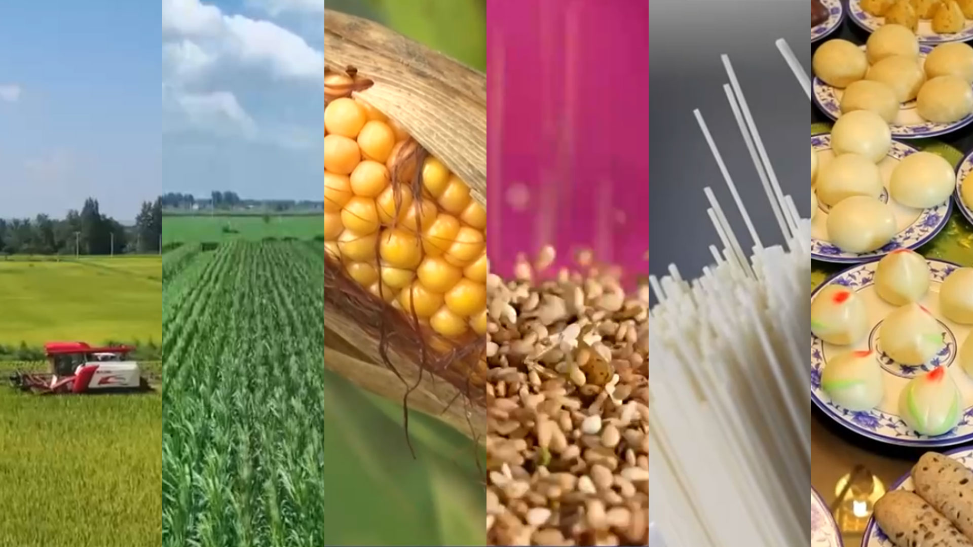 中原糧倉(cāng)真的“中”！央視關(guān)注河南主產(chǎn)區(qū)迎豐收