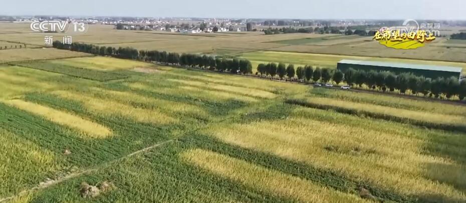 央媒觀豫｜河南170多萬畝芝麻進(jìn)入豐收季 改良品種、改進(jìn)機(jī)械 實現(xiàn)大規(guī)模機(jī)械化收割