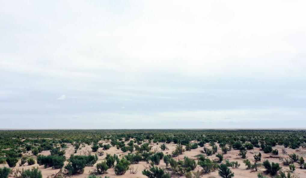 新時(shí)代新征程新偉業(yè)·習(xí)近平總書(shū)記關(guān)切事丨黃河之水天上來(lái)，奔流到此“青”幾許——黃河“幾字彎”生態(tài)治理一線(xiàn)故事