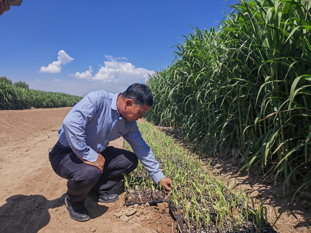 新時(shí)代新征程新偉業(yè)·習(xí)近平總書(shū)記關(guān)切事丨黃河之水天上來(lái)，奔流到此“青”幾許——黃河“幾字彎”生態(tài)治理一線(xiàn)故事
