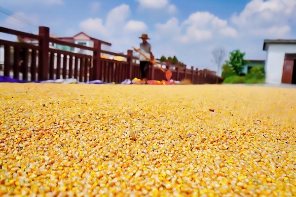 中原“豐”味丨河南各地秋收?qǐng)D景搶“鮮”上市！這些成語(yǔ)藏在其中