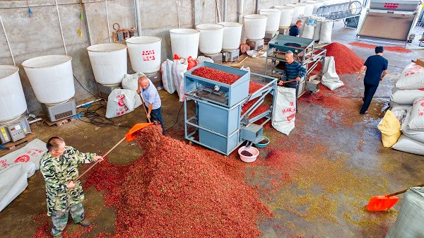 中原“豐”味丨河南各地秋收?qǐng)D景搶“鮮”上市！這些成語(yǔ)藏在其中