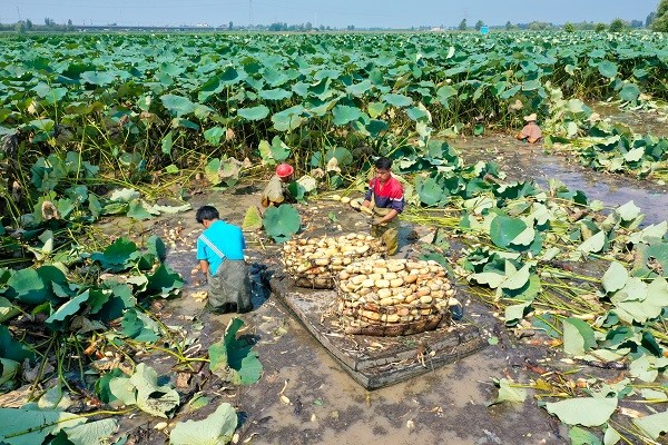 中原“豐”味丨河南各地秋收?qǐng)D景搶“鮮”上市！這些成語(yǔ)藏在其中